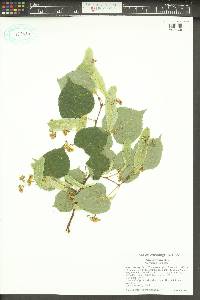 Tilia cordata image