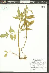 Valeriana sitchensis image