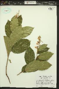 Gaultheria shallon image