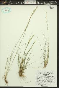 Achnatherum lemmonii subsp. lemmonii image