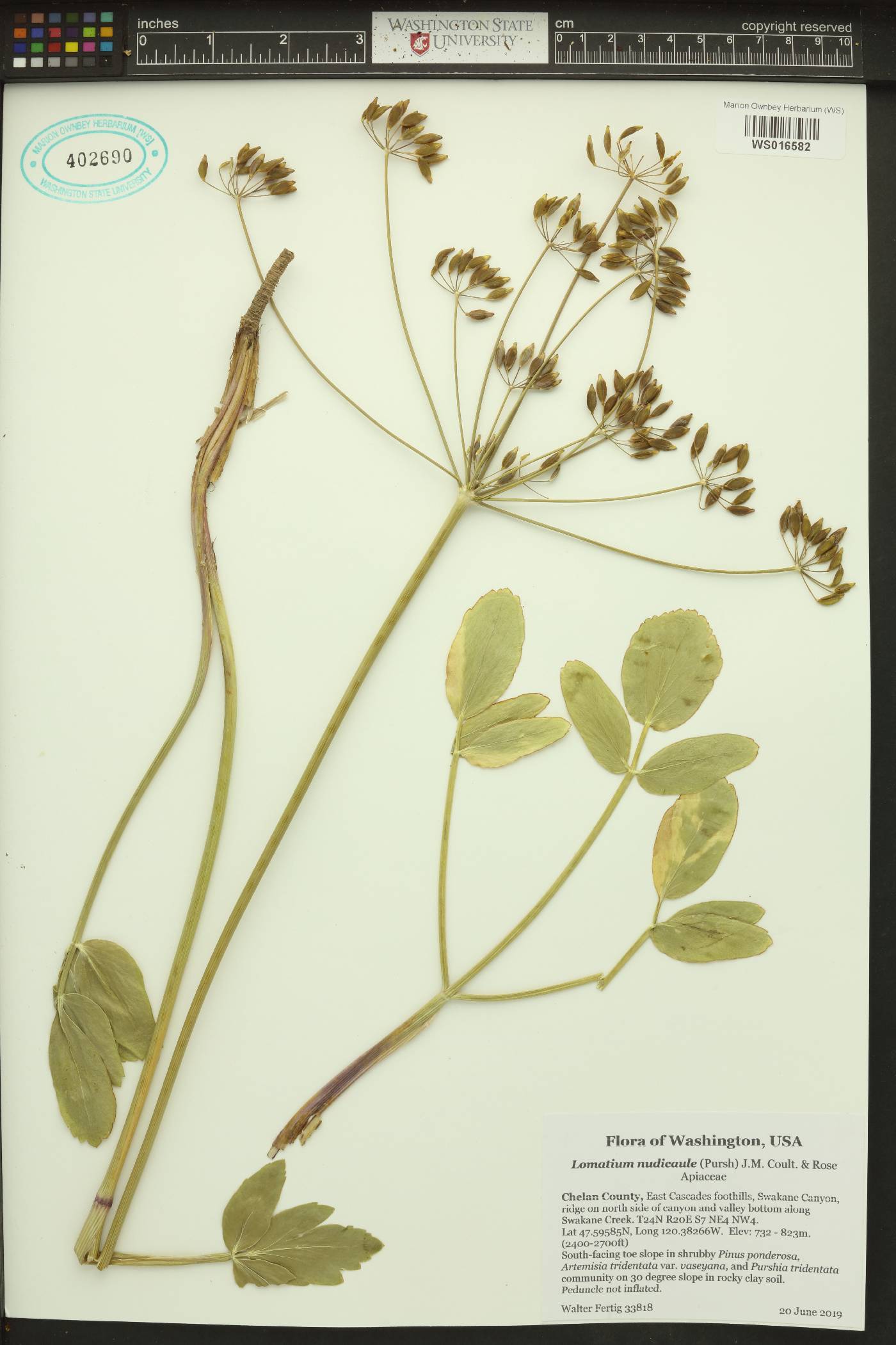 Lomatium nudicaule image