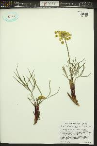 Lomatium triternatum image