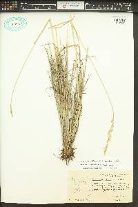 Leucopoa kingii image