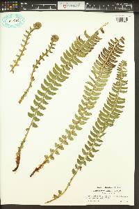 Polystichum lonchitis image