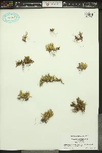 Selaginella densa var. densa image