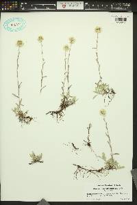 Antennaria corymbosa image