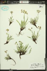 Bupleurum americanum image