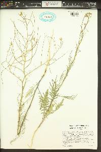 Sisymbrium altissimum image