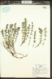 Galium serpenticum image