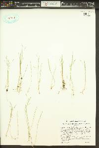 Deschampsia danthonioides image