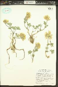 Trifolium macrocephalum image