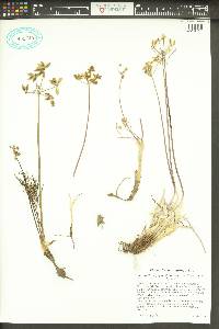 Lomatium geyeri image