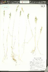 Poa bulbosa subsp. vivipara image