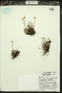 Antennaria dimorpha image