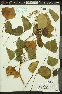 Hedera hibernica image