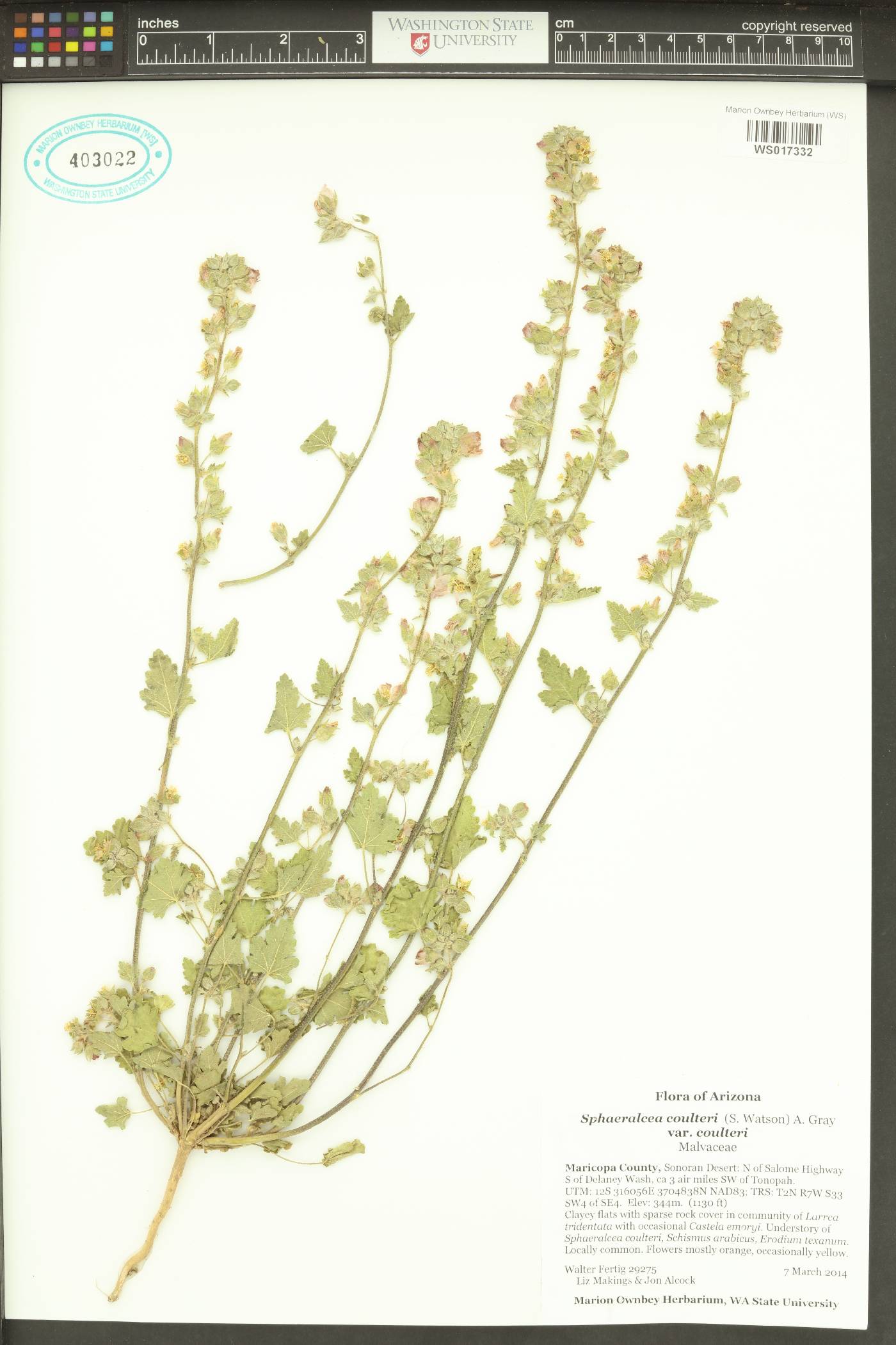 Sphaeralcea coulteri var. coulteri image