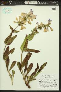 Penstemon pennellianus image