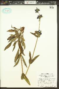 Penstemon attenuatus var. attenuatus image