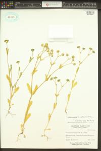 Valerianella locusta image