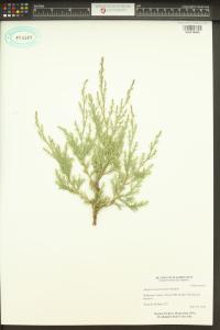 Juniperus horizontalis image