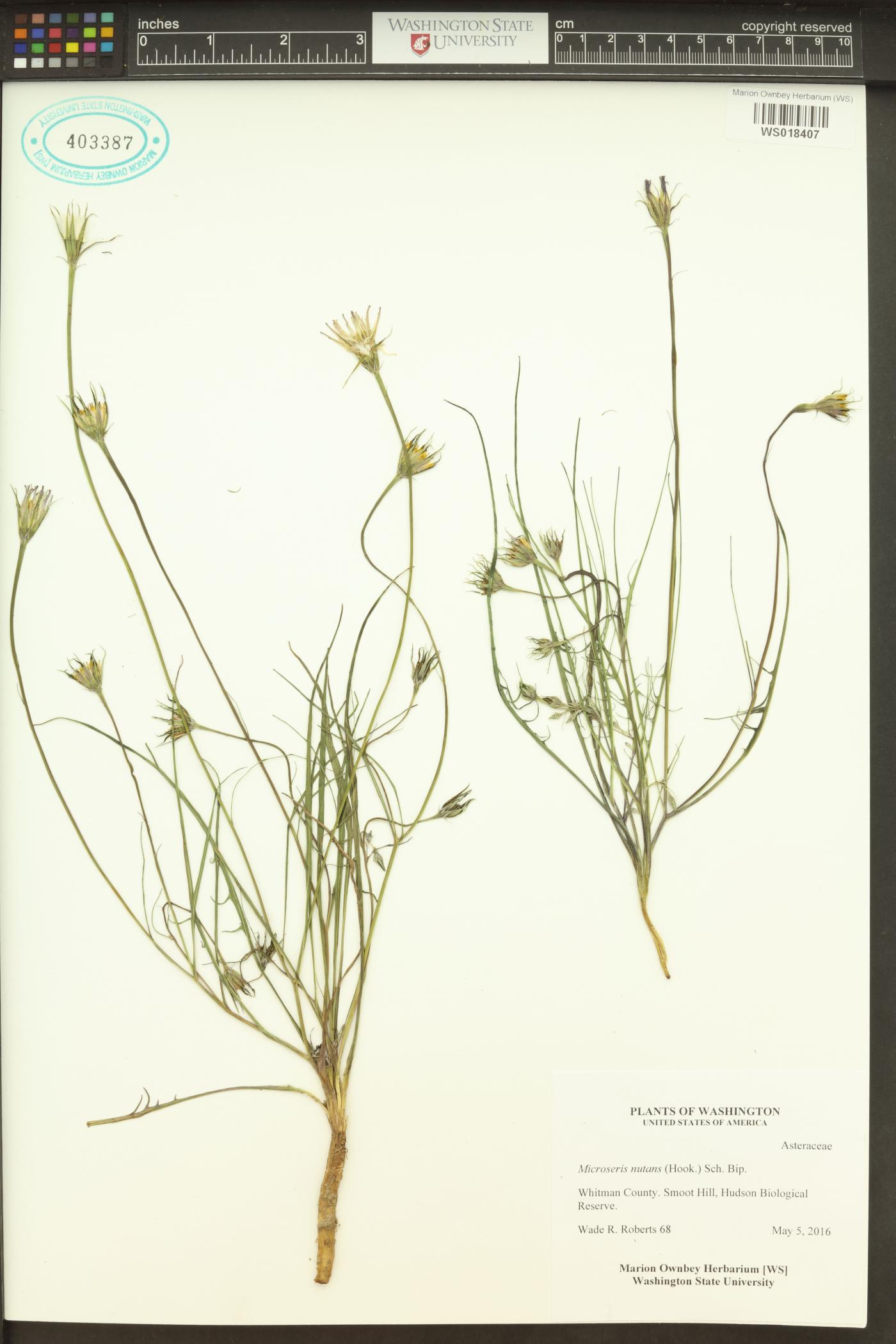 Microseris nutans image