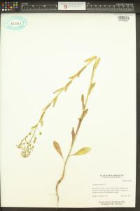 Thlaspi arvense image