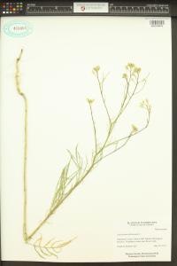 Sisymbrium altissimum image