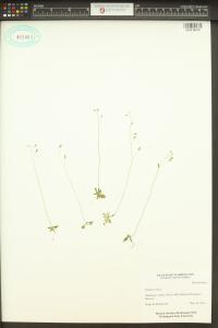 Draba verna image