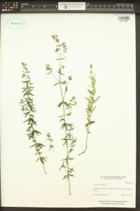 Galium boreale image