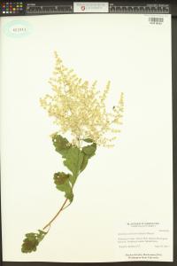 Holodiscus discolor image