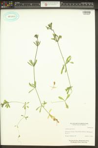Galium aparine image