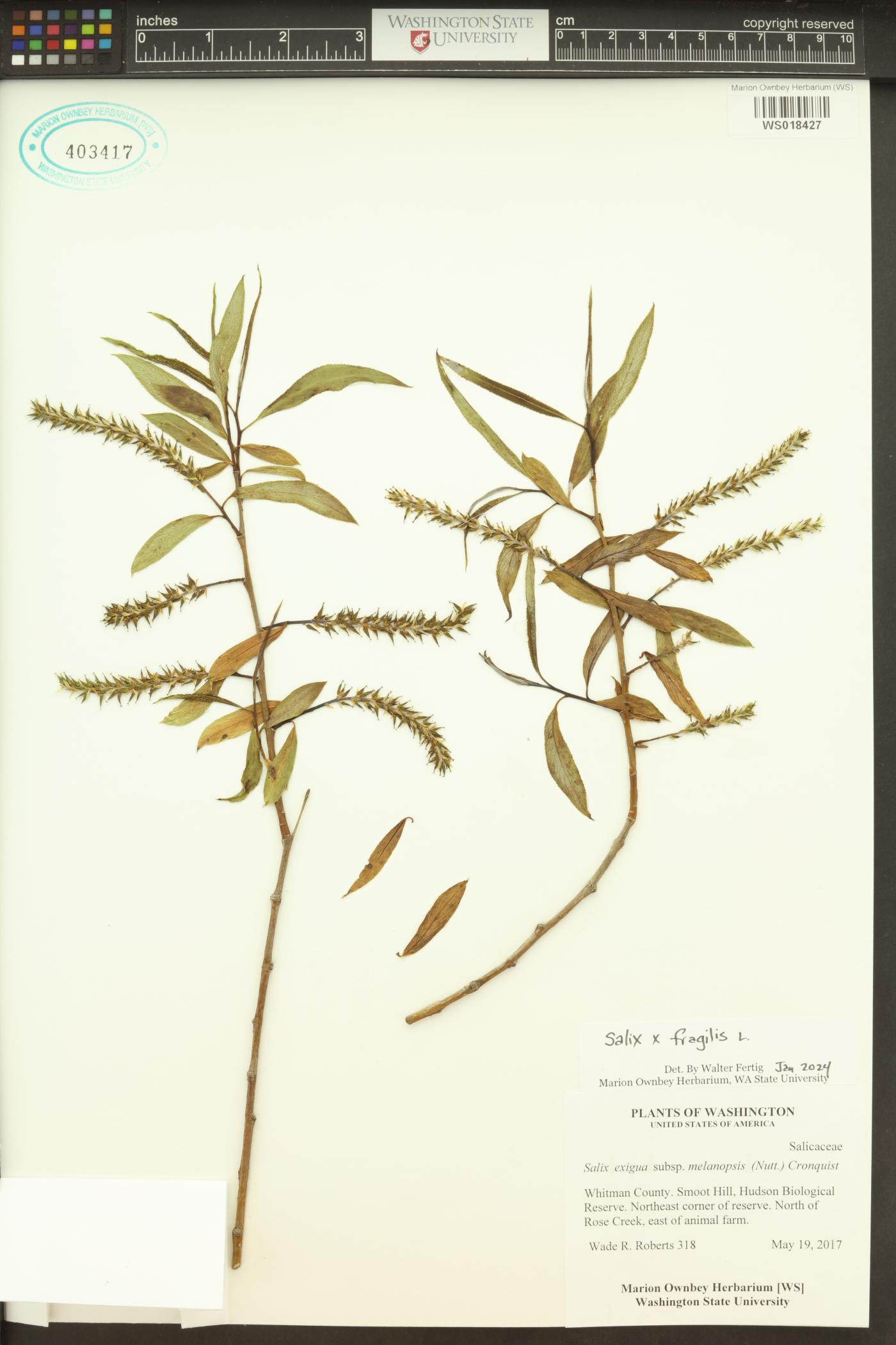 Salix × fragilis image