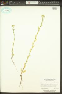 Thlaspi arvense image