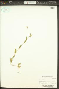 Thlaspi arvense image