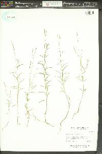 Epilobium brachycarpum image