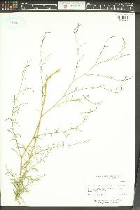 Epilobium brachycarpum image