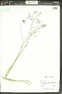 Linum lewisii image