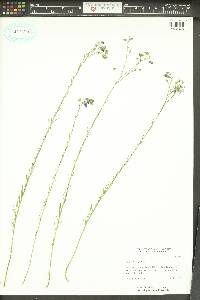 Linum lewisii image