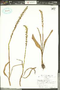 Piperia unalascensis image
