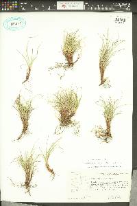 Carex rossii image