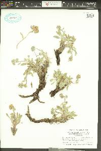 Phacelia hastata var. compacta image