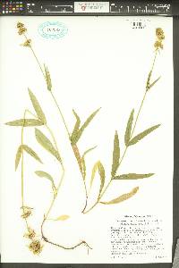 Penstemon confertus image