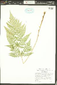 Dryopteris expansa image