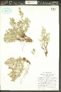 Euphorbia fendleri image