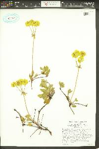 Eriogonum umbellatum var. hypoleium image