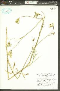 Perideridia gairdneri subsp. borealis image