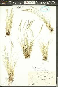 Poa cusickii var. epilis image
