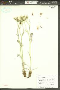 Crepis intermedia image