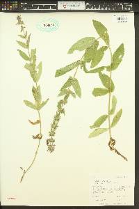 Stachys pilosa image