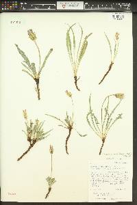 Agoseris parviflora image